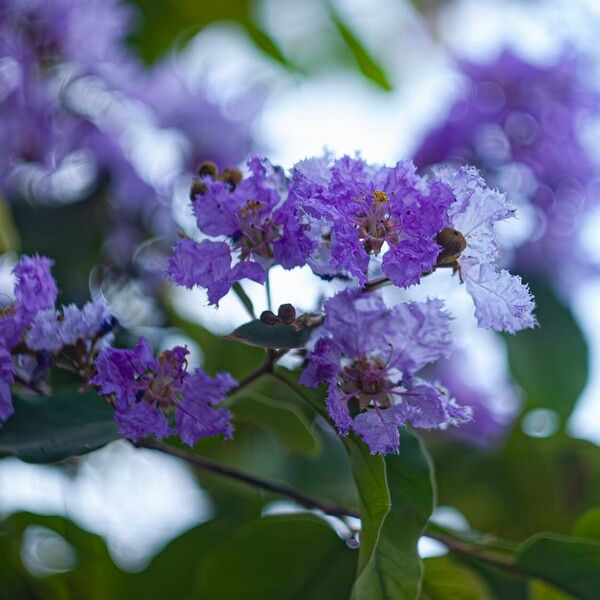 Lagerstroemia speciosa Květ