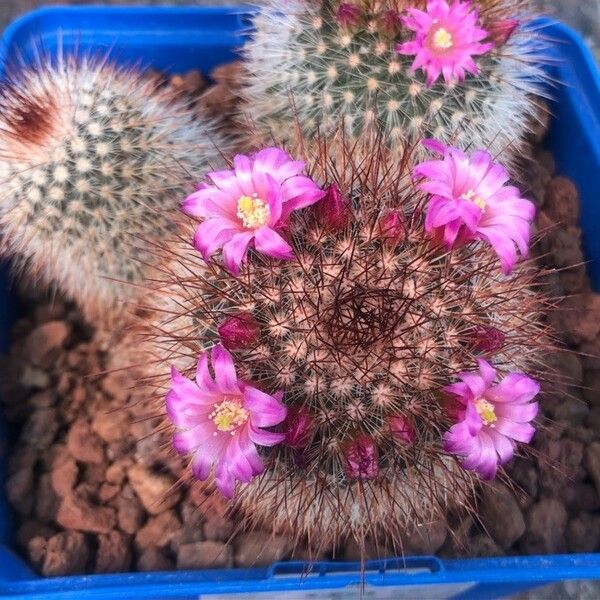 Mammillaria spinosissima फूल