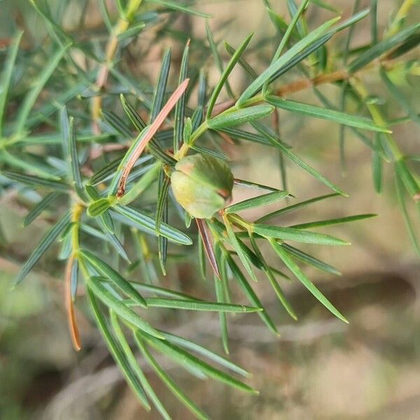 Juniperus oxycedrus Fruit