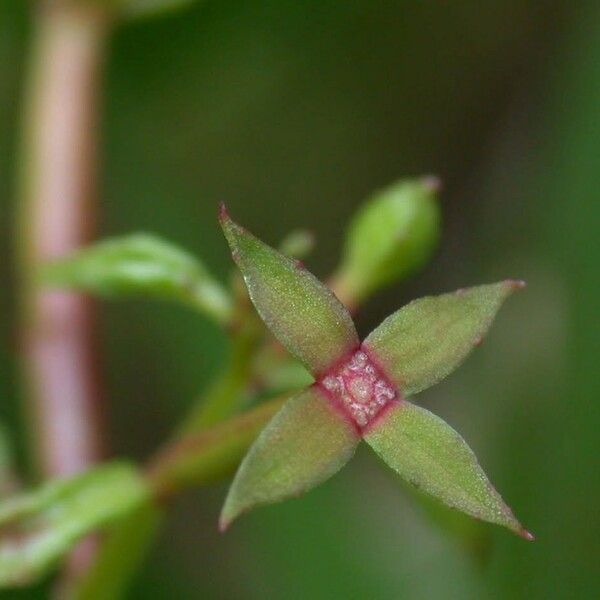 Ludwigia affinis Flor