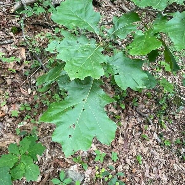 Quercus macrocarpa ഇല