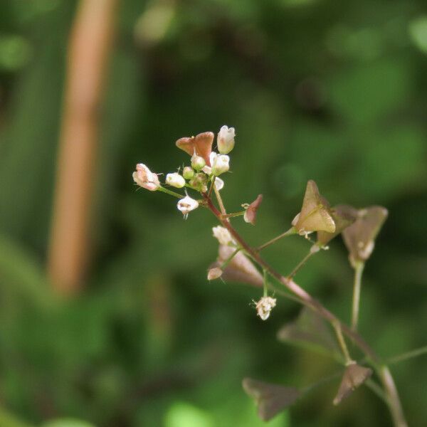 Capsella rubella Flower