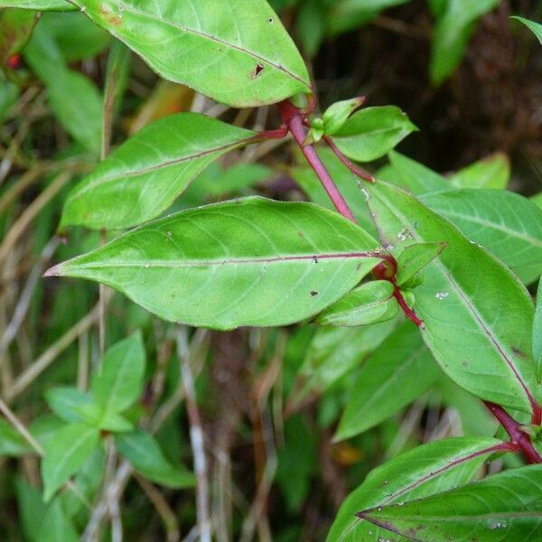 Cuphea ignea Leaf