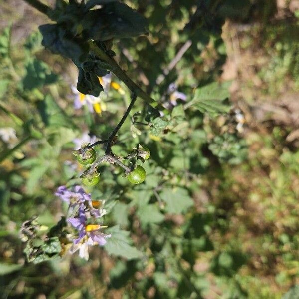 Solanum douglasii Fruit