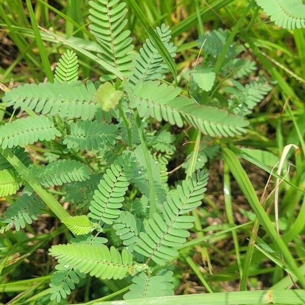 Mimosa quadrivalvis Fuelha