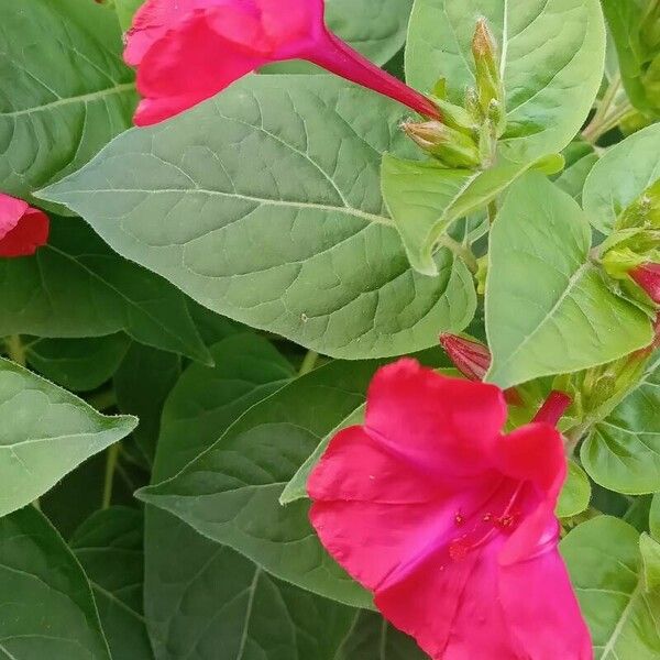 Mirabilis jalapa Blomst