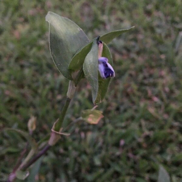 Commelina tuberosa Λουλούδι