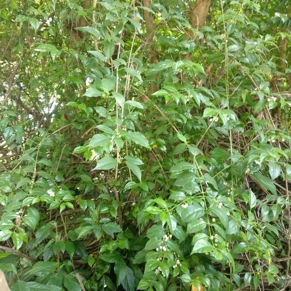 Chiococca alba 整株植物