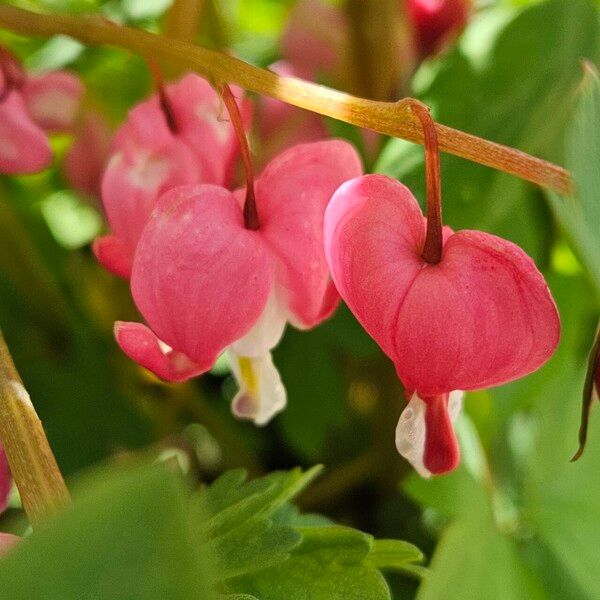 Lamprocapnos spectabilis Flors