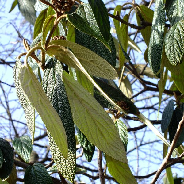 Viburnum rhytidophyllum Folha