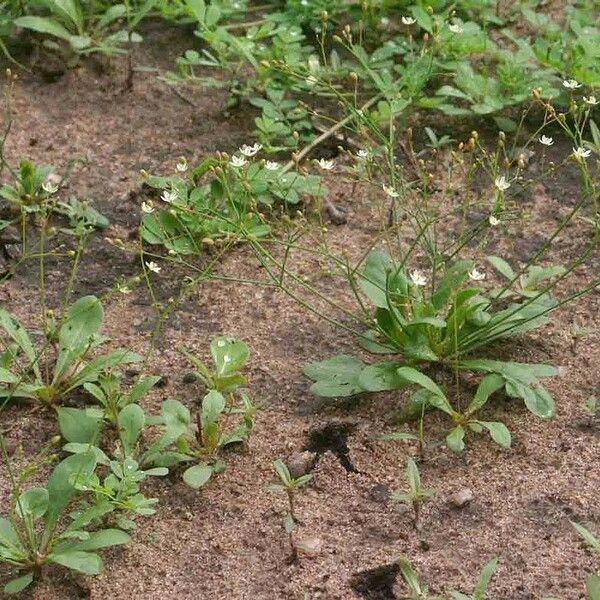 Paramollugo nudicaulis Habit