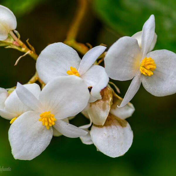 Begonia cubensis Flower