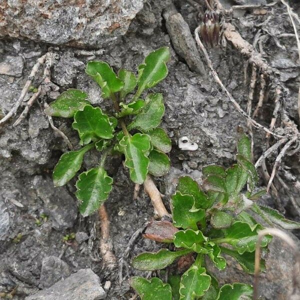 Campanula cochleariifolia 葉