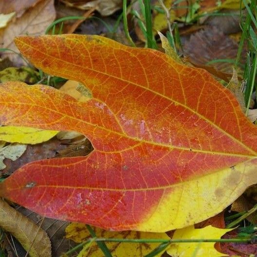 Sassafras albidum Leaf