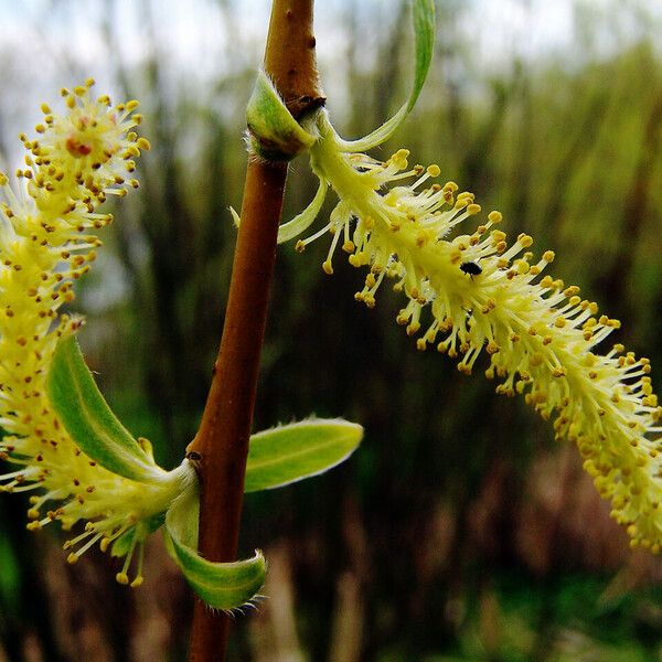 Salix triandra फूल