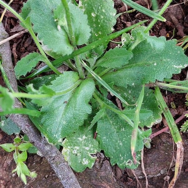 Arabis verna Folha