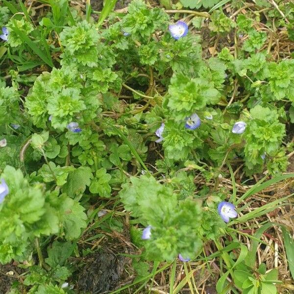 Veronica persica Lehti