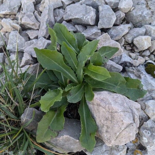 Crepis albida 葉