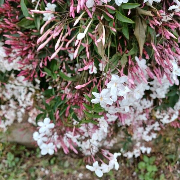 Jasminum polyanthum Květ