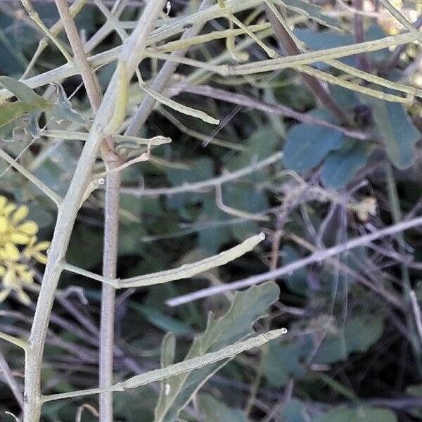 Brassica rapa Fruto