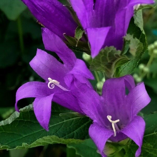 Campanula latifolia फूल