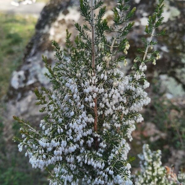 Erica arborea Fiore