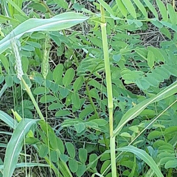 Sorghum halepense Escorça