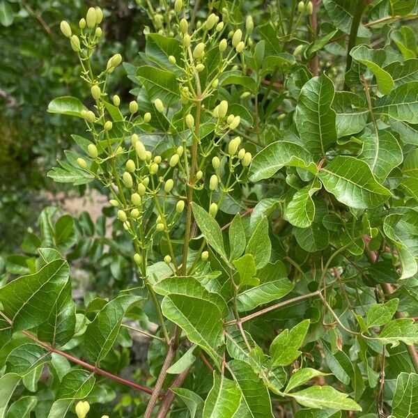 Pistacia terebinthus Gyümölcs