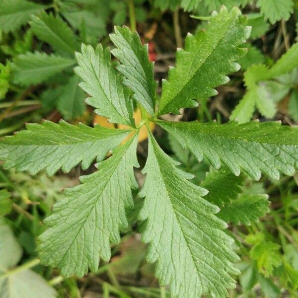 Potentilla reptans Folha