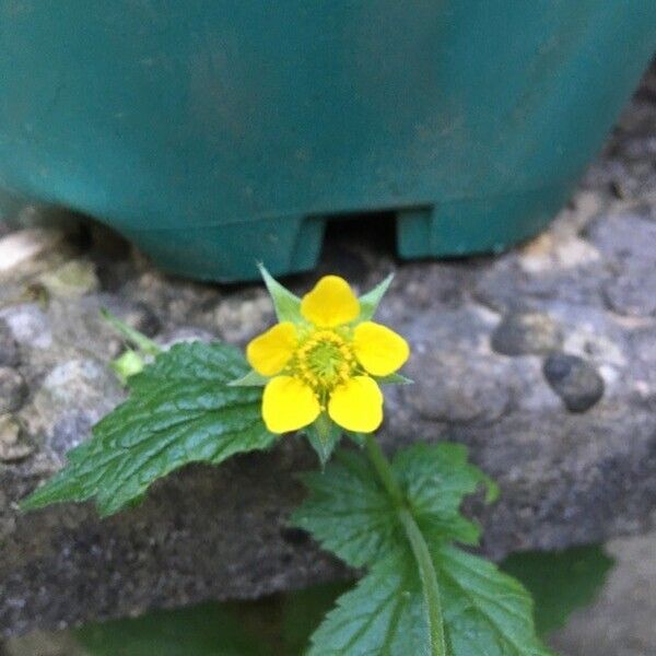 Geum urbanum Цветок