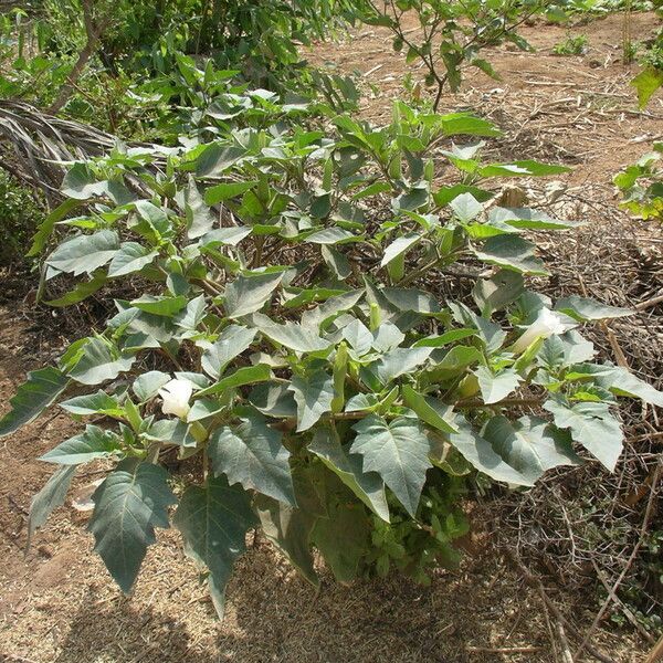 Datura inoxia অভ্যাস