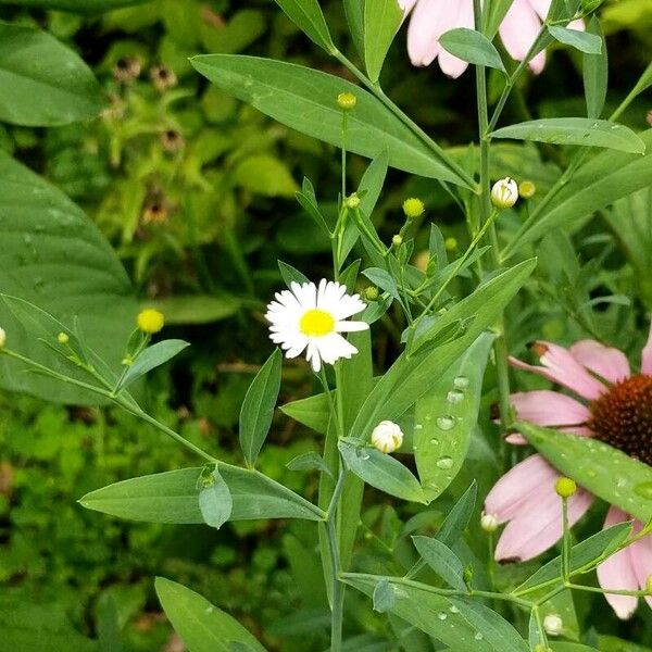 Boltonia asteroides Virág