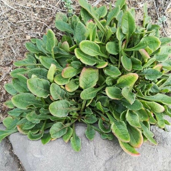 Rumex acetosella Liść