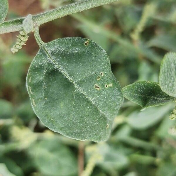 Chenopodium vulvaria Leaf