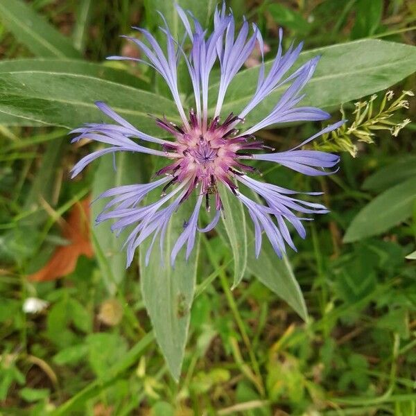 Centaurea triumfettii Flower