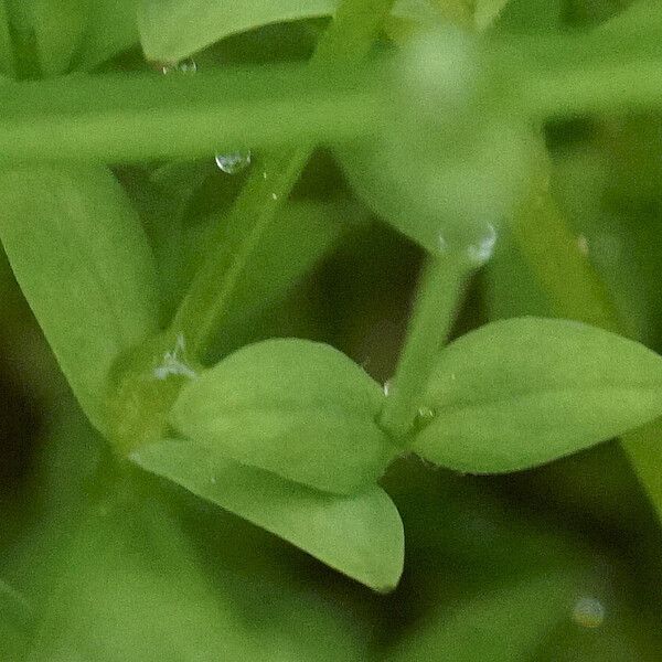 Stellaria alsine Folha