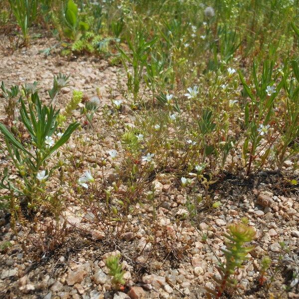 Mononeuria patula Habit