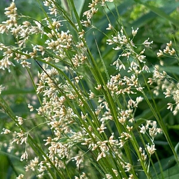 Luzula luzuloides Flower