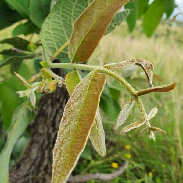 Combretum molle Blad