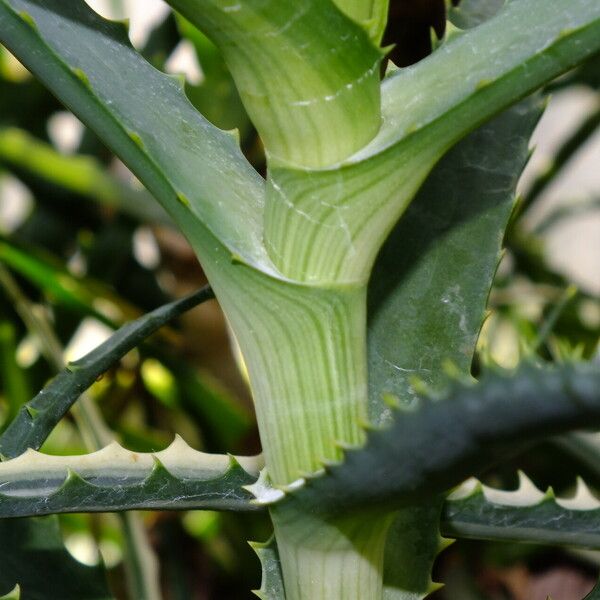 Aloe arborescens पत्ता