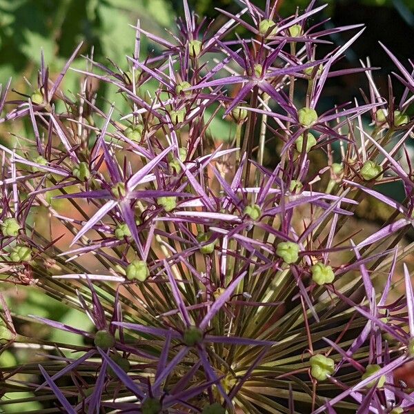 Allium cristophii Λουλούδι