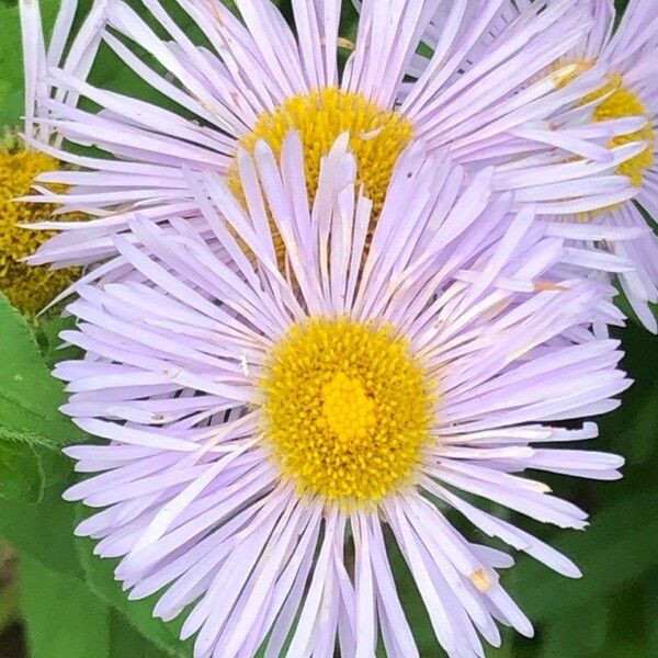 Erigeron speciosus 花