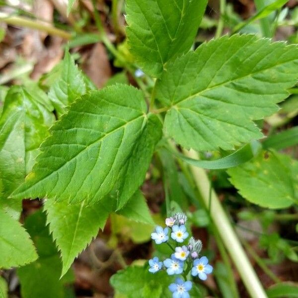 Myosotis scorpioides Цвят