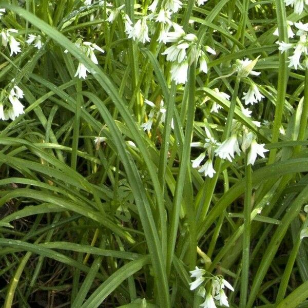 Allium triquetrum Flor