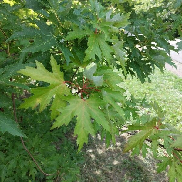 Acer saccharinum Leht