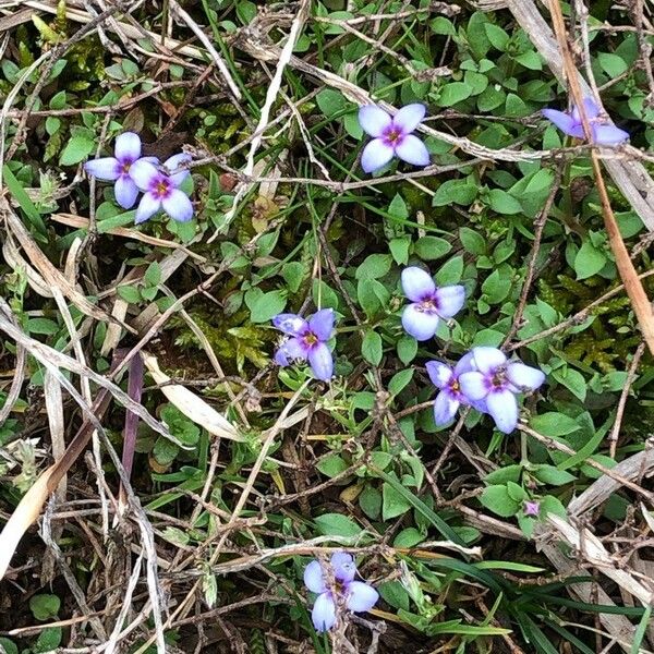 Houstonia pusilla Flower