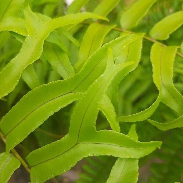 Nephrolepis falcata Leaf