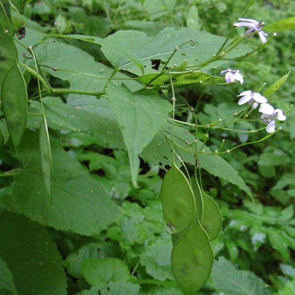 Lunaria rediviva Folha