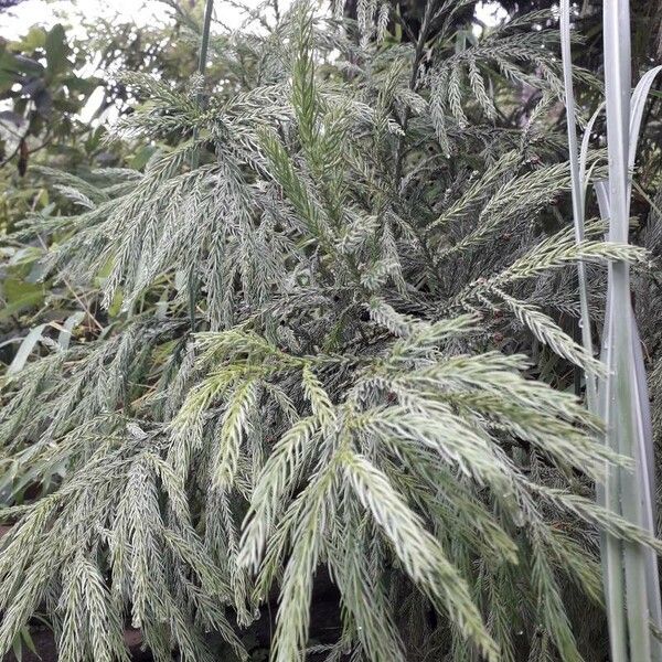 Cryptomeria japonica ഇല