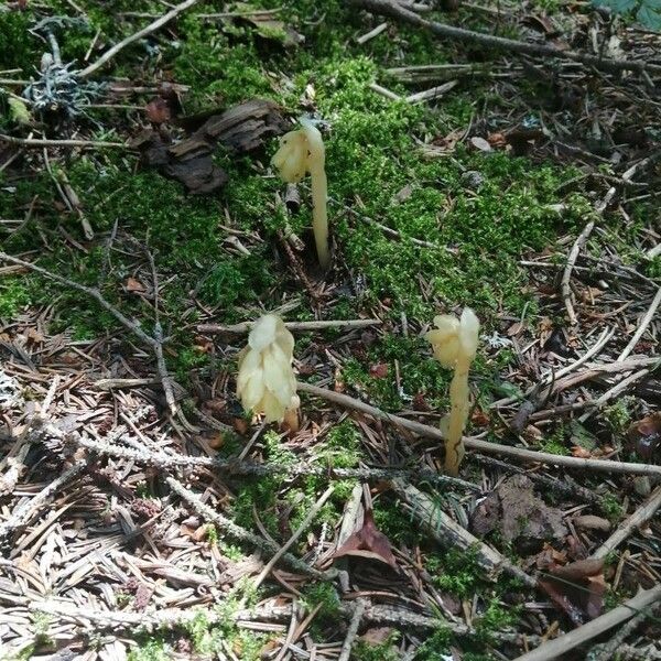 Monotropa hypopitys Листок